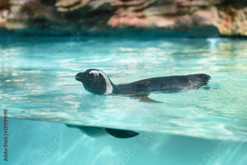 Black-footed African penguin in water. Flightless sea-bird with many small feathers and strong wings