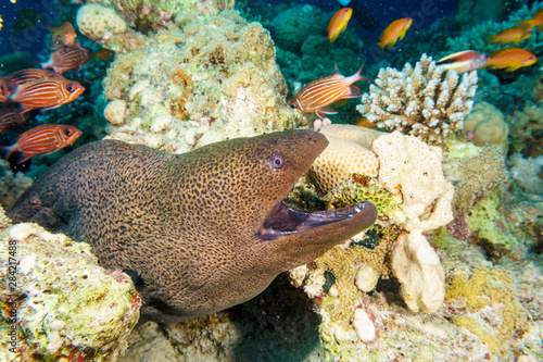 Giant Moray eel-Gymnothorax thyrsoideus. Red sea, Egypt.