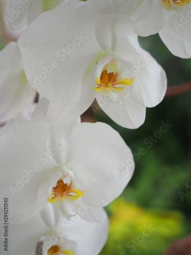 Close up Of Phalaenopsis Orchid