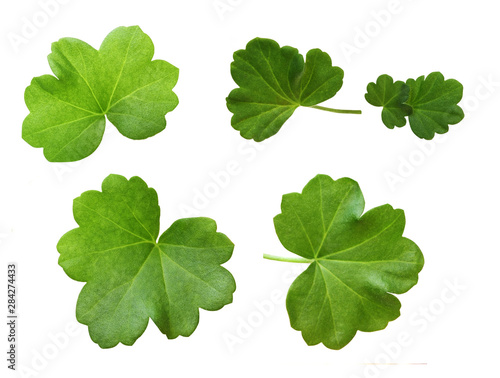 Set of geranium green leaves isolated on white