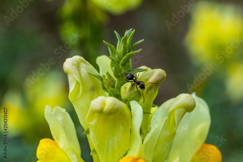 Mrówka na kwiatku