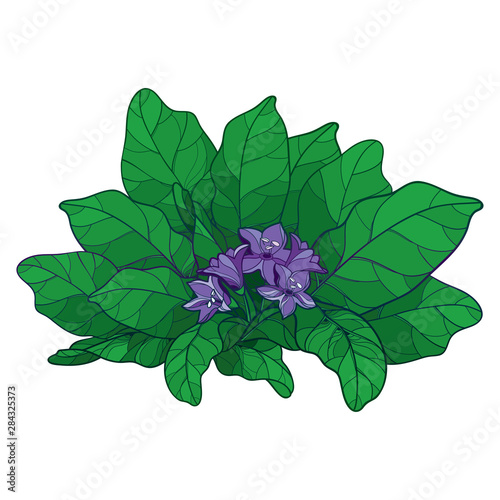 Outline Mandragora officinarum or Mediterranean mandrake purple flower bunch and ornate green leaf isolated on white background.
