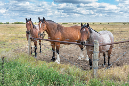 Horses behind a Barbed Wire Fence
