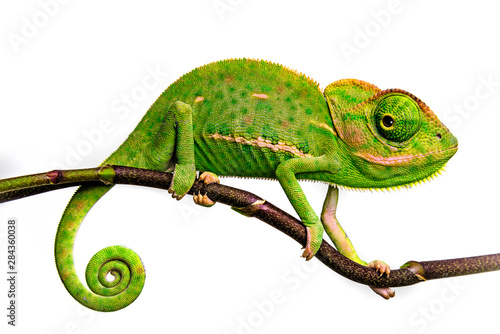 cute funny chameleon - Chamaeleo calyptratus on a branch