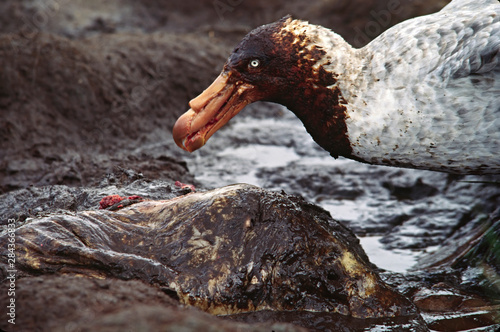 Southern Ocean, South Georgia Island. A Southern Giant Petrel (Macronectes giganteus) feeding on the carcass of a seal