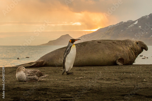 King penguin walking by male Elephant Seal on the beach of St. Andrews Bay, South Georgia Islands.