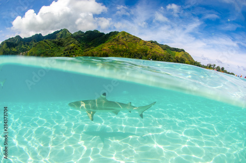Rozszczepiony strzał rekina rafy czarnej pływanie w czystych wodach wyspy Moorea w Polinezji Francuskiej