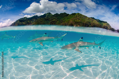 Rekiny rafowe Black Tip pływają wokół Moorea na Polinezji Francuskiej
