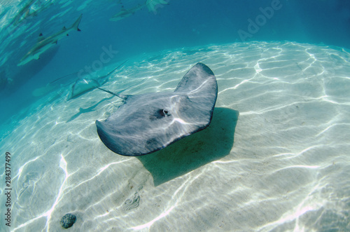 Stingray passing by inside Moorea Crystal Waters