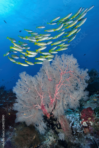 Indonesia, Papua, Raja Ampat, SE Misool. Underwater scenic of fish and coral. Credit as: Jones & Shimlock / Jaynes Gallery / DanitaDelimont.com