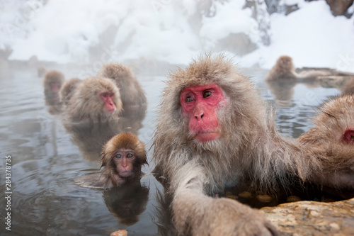 Japanese macaque (Macaca fuscata), Snow monkey, Joshin-etsu National Park, Honshu, Japan