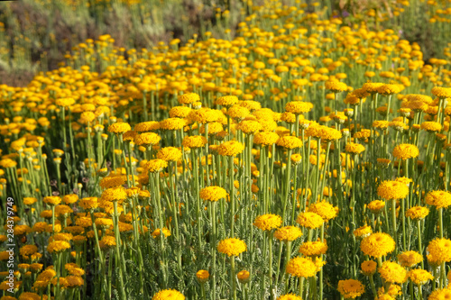 Helichrysum flowers on green nature blurred background. Many yellow aromatic flowers for herbalism in meadow. Medicinal herb.