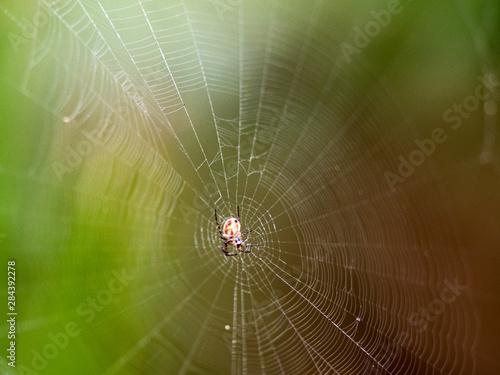Spider on Web, Cumberland Island, GA