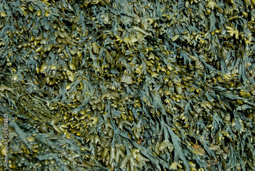 Canada, New Brunswick, Hopewell Cape, Bay of Fundy. Hopewell Rocks at low tide, seaweed detail.