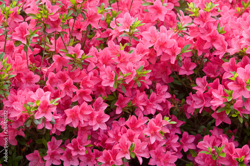 A bush of pink flowers in bloom.