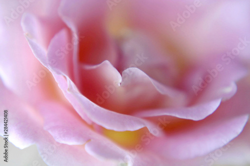 Rose Abstract