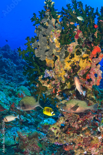 Harlequin Sweetlips (Plectorhinchus chaetodoniodes), Butterflyfish, & Glasseye, Palau, Micronesia, Rock Islands, World Heritage Site, Western Pacific