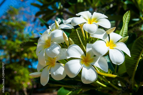 Frangipani (Plumeria) Saipan, Northern Marianas, Central Pacific