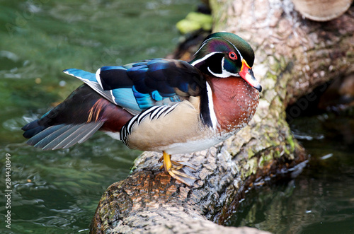 The wood duck or Carolina duck (Aix Sponsa) is a perching duck found in North America. It is one of the most colorful North American waterfowl.