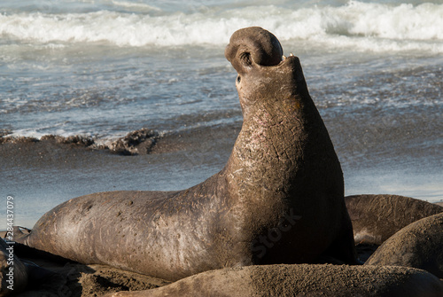 USA, California, San Simeon, elephant seals, (Mirounga Lionina) on Pacific Ocean beach near Piedras Blancas lighthouse