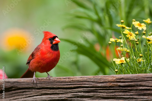 Northern Cardinal (Cardinalis cardinalis) male on fence near flower garden, Marion, Illinois, USA.