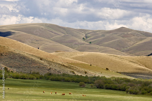 USA, Montana, Rocky Mountain Front, Great Falls. Cattle graze in field near rolling hills. 