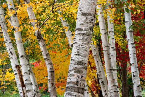 USA, New Hampshire. Paper Birch (Betula papyrifera), Fall Colors, White Mountain National Forest