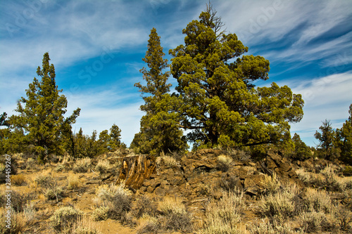 Ancient junipers, Ancient Juniper Trail Badlands Wilderness, USA