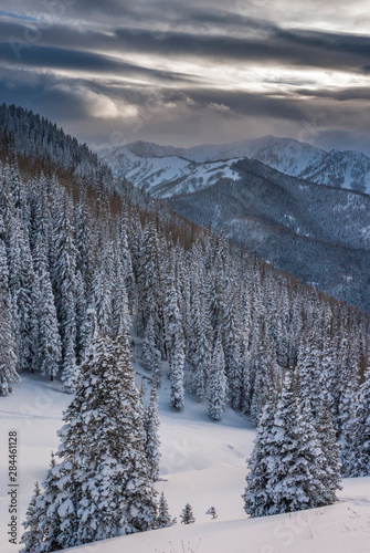 Fresh Snow in Evergreens from Beartrap Canyon, looking across Big Cottonwood, Wasatch Mountains, Uinta-Wasatch-Cache National Forest near Salt Lake city and Alta, Utah