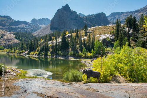 Moose in Uintah Wasatch Cache National Forest, Utah