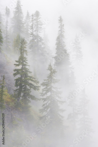 USA, Washington, Mount Baker Wilderness, Cascade Mountains. Dense fog blankets mountainside forest. 