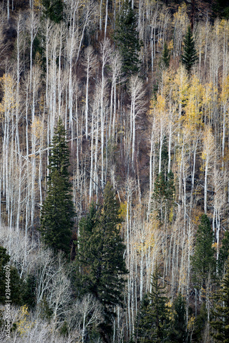 USA, Utah. Mostly bare aspen trees on Boulder Mountain
