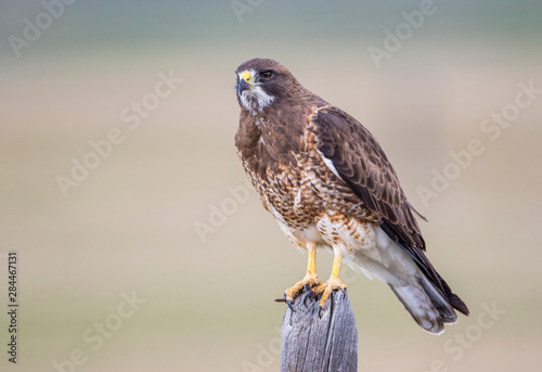 USA, Wyoming, Sublette County. Adult Swainsons Hawk perching on top of a fencepost