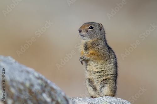 Wyoming, Uintah Ground Squirrel standing on hind legs on rock.