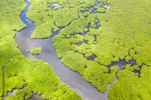 Mangroves, top view. Mangrove forest and winding rivers. Tropical background. The nature of the Philippines.