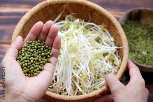 Woman hand with homemade bean sprouts, germinate of green beans