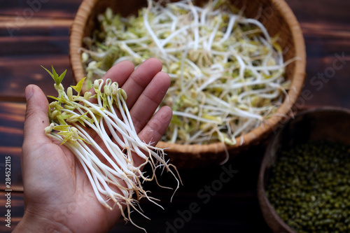 Woman hand with homemade bean sprouts, germinate of green beans