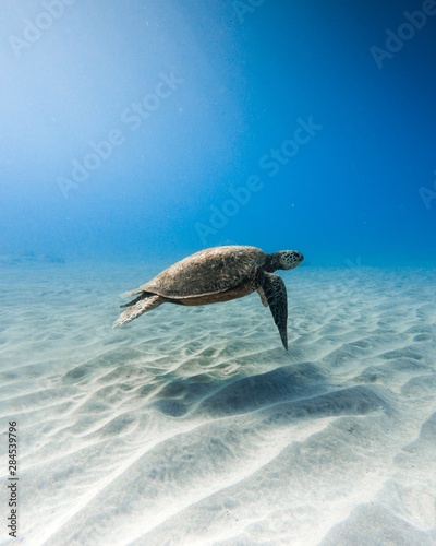 Beautiful closeup shot of a kemp's ridley sea turtle swimming underwater
