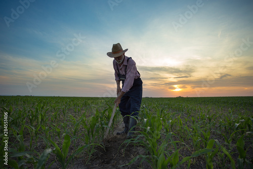 Farmer hoeing corn field from weed