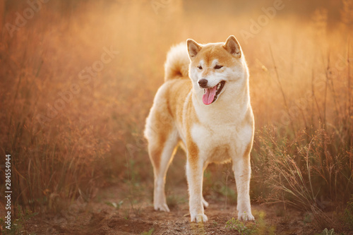 Beautiful and happyRed Shiba inu dog standing in the field in summer at sunset