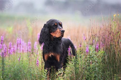 Close-up portrait of Black and tan setter gordon dog standing in the field in summer