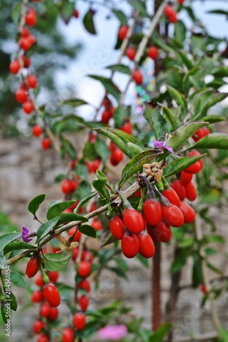 Ripe red goji berries.