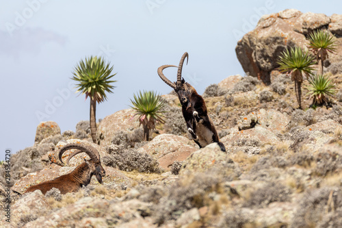 Very rare Walia ibex fighting, Capra walia, rarest ibex in world. Only about 500 individuals survived in Simien Mountains in Northern Ethiopia, Africa