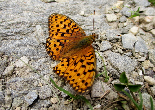Fritillary marbled butterfly (Brenthis daphne) resting on stony ground 