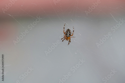 cute little spider with a cute cross on its back sits in a cute little web