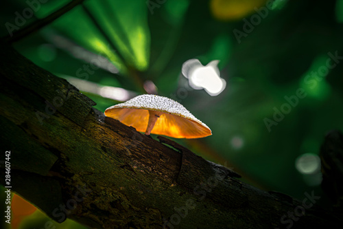 wild mushroom on the tree