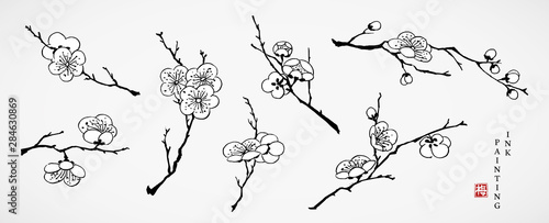 Watercolor ink paint art vector texture illustration cherry blossom flower branch collection. Translation for the Chinese word : cherry blossom