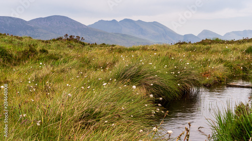 Fluffy blooms of Cottongrass also known as bog cotton swaying in the wind on the banks of a pond at the top of an Irish mountain. Summer scene on Torc Mountain in County Kerry, Ireland.