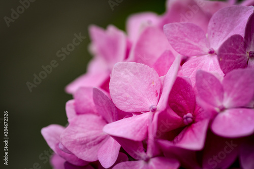 Pink flower close up with dark grey background