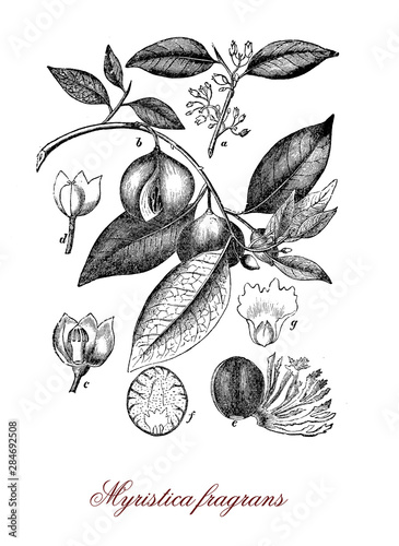 Myristica fragrans evergreen tree native to Moluccas, souce of nutmeg and mace